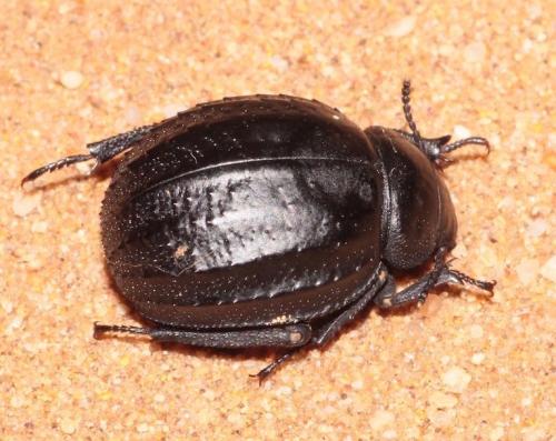 Réf. 277 007 : Pimelia tristis interseriata